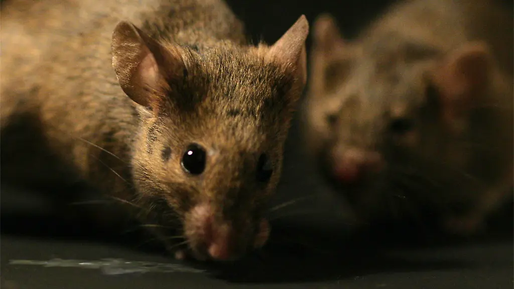 38rk0006-jpg7183771971680477320