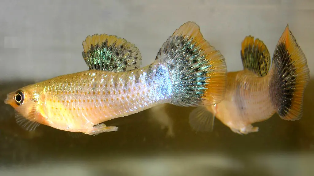 38qb0221-jpg3529607181931571132