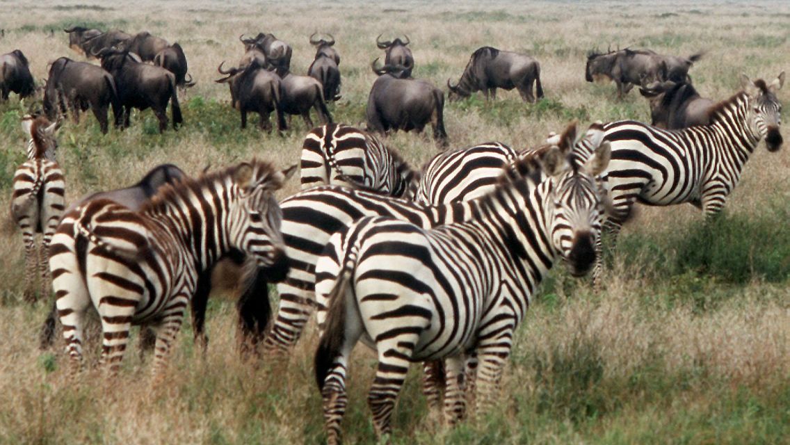 Zebras_Gnus.jpg
