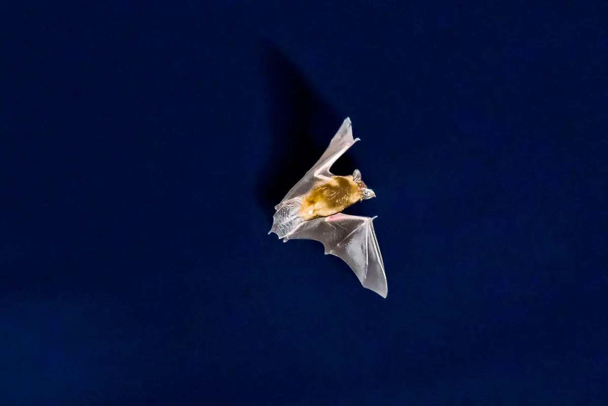 fledermaus