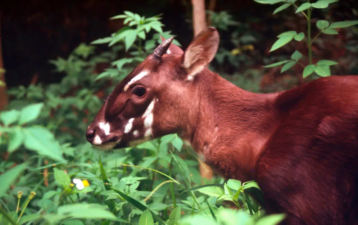 HI-47098-Saola-Wildrind-c-David-Hulse-WWF-Canon