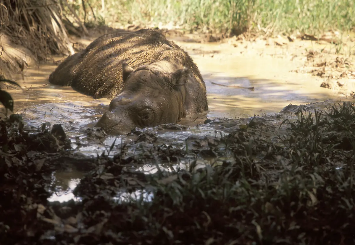 PUEBE0119-Sumatra-Nashorn-II-WWF-Malaysia-wildtrack-Photograpie