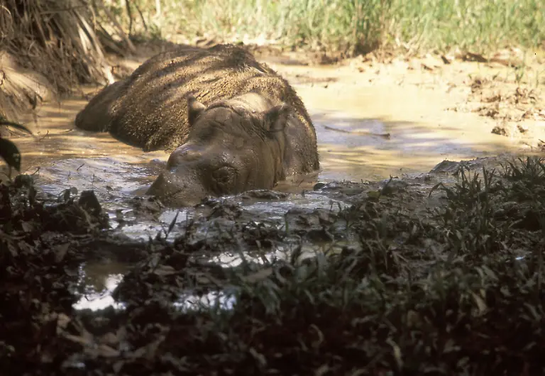 PUEBE0119-Sumatra-Nashorn-II-WWF-Malaysia-wildtrack-Photograpie