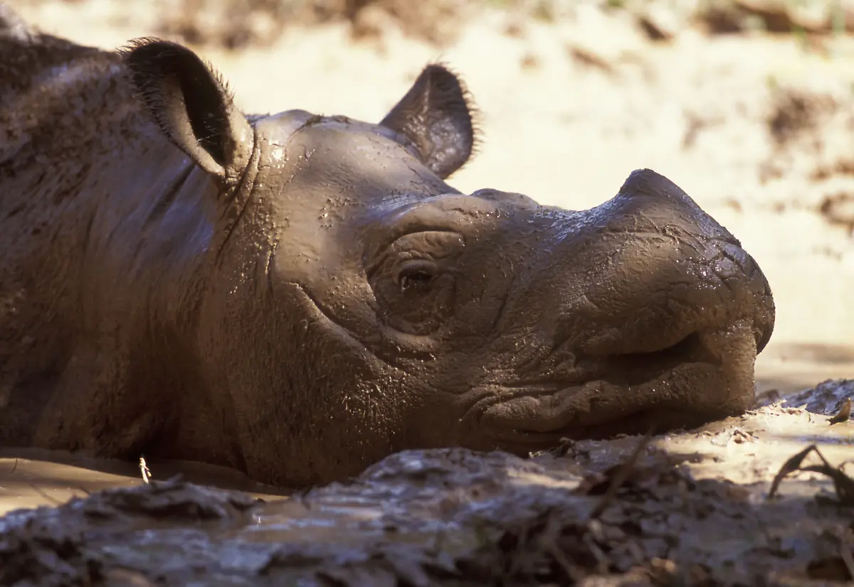 PUEBE0118-Sumatra-Nashorn-I-WWF-Malaysia-wildtrack-Photograpie