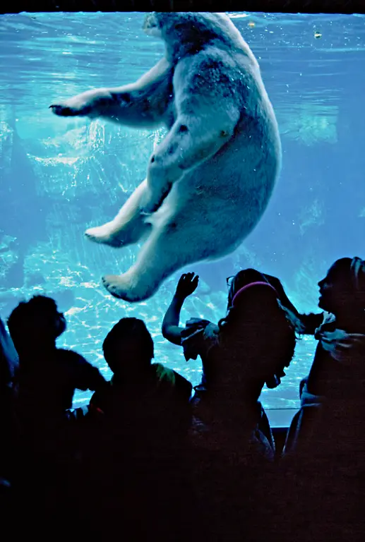 Hoepker-PolarBear