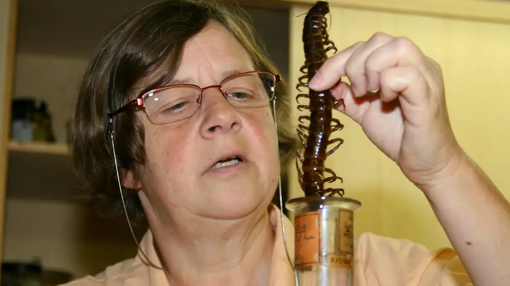 Scolopendra-Riesenlaeufer-Hundertfuesser