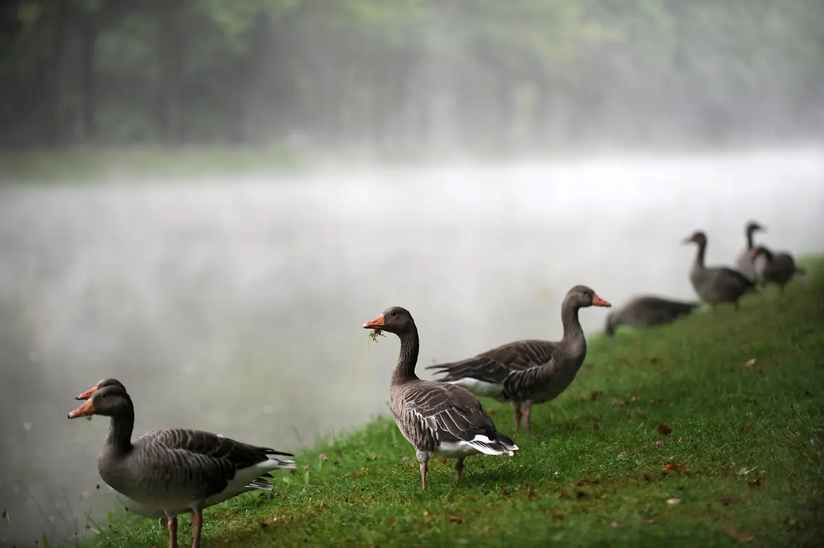 371m1919-jpg3239642454609967986