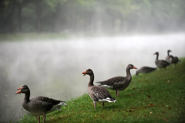 371m1919-jpg3239642454609967986