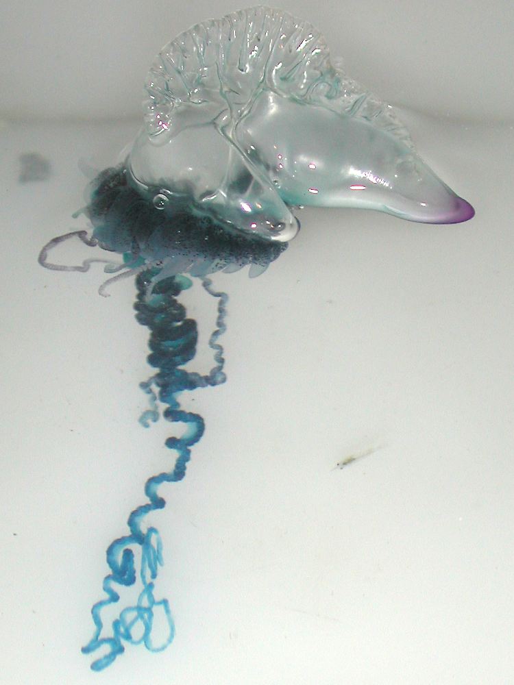 Physalia physalis