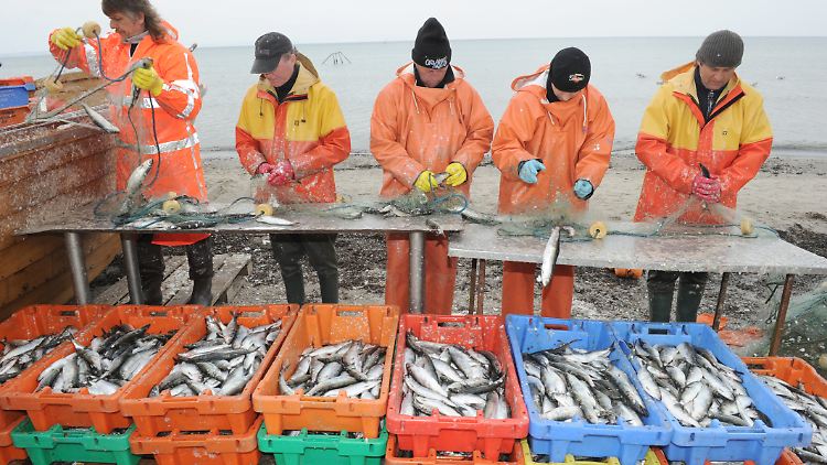 Die Heringsfangmenge in der Ostsee hat die EU für 2011 bereits um 30 Prozent gekürzt. Mecklenburg-Vorpommern stellt in den nächsten drei Jahren zwei Millionen Euro bereit, um den Fischern Erlösausfälle zu ersetzen.