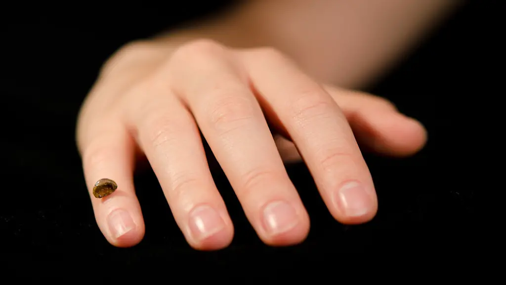 ACHTUNG-Verwendung-des-Bildes-nur-im-Zusammenhang-mit-der-Meldung-Forscher-entschluesseln-Genom-des-raetselhaften-Denisova-Fruehmenschen-und-bei-Nennung-Max-Planck-Institut-fuer-evolutionaere-Anthropologie-Keine-Archivierung