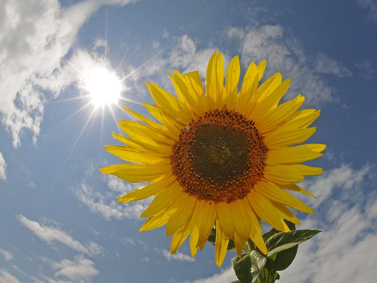 Sonnige Laune auf dem Parkett.
