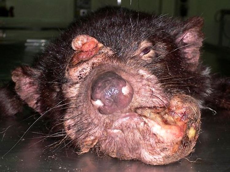 Tödlicher Tumor: Beim tasmanischen Teufel ist das hohe Krebsvorkommen fast artenbedrohend.