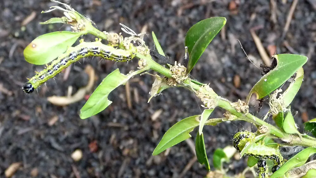 35y50246-jpg3051761925597783048