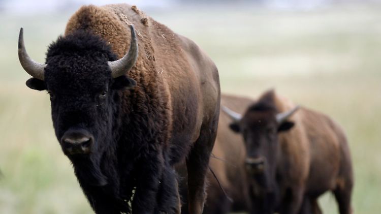 Ausgestattet mit einem dicken Fell und einem harten Schädel kann das amerikanische Bison längere Wanderungen mühelos überstehen.