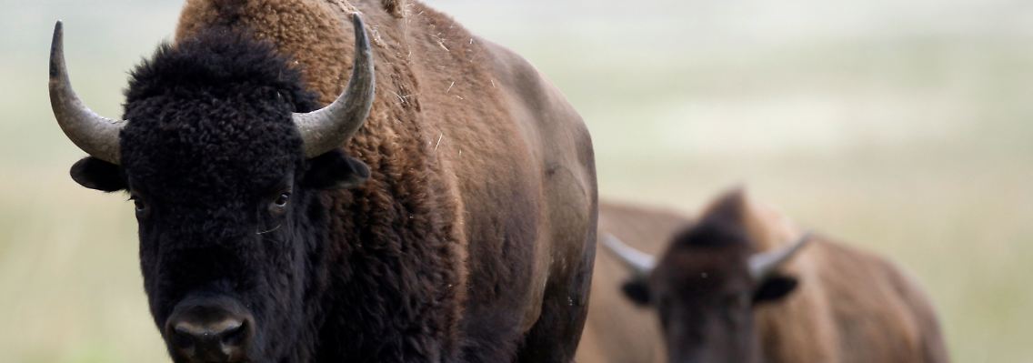 Ausgestattet mit einem dicken Fell und einem harten Schädel kann das amerikanische Bison längere Wanderungen mühelos überstehen.