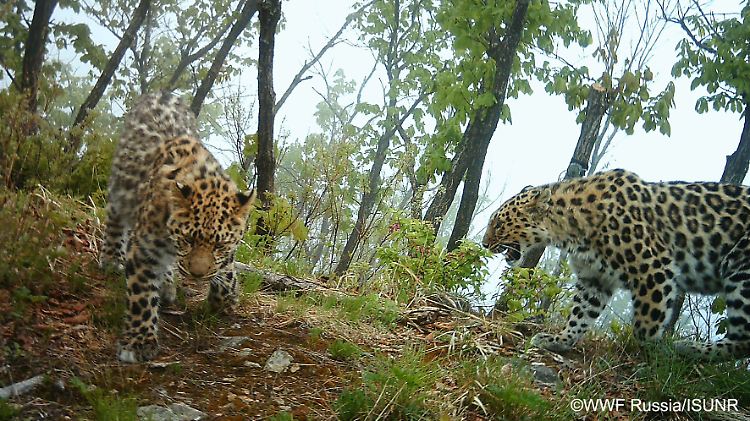 Zwei der zwölf Amur-Leoparden, die zum WWF-Fototermin erschienen.