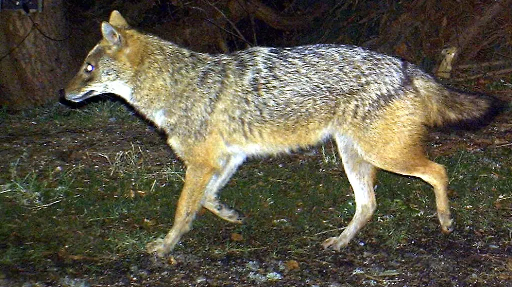 35r52559-jpg2808531619680666980