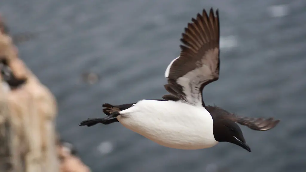 35o50334-jpg8860923341249973338