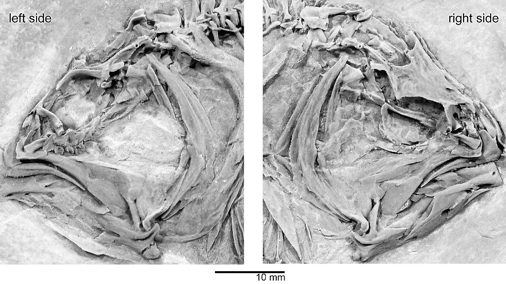 DI10107-20120625-jpg2039440804941297550