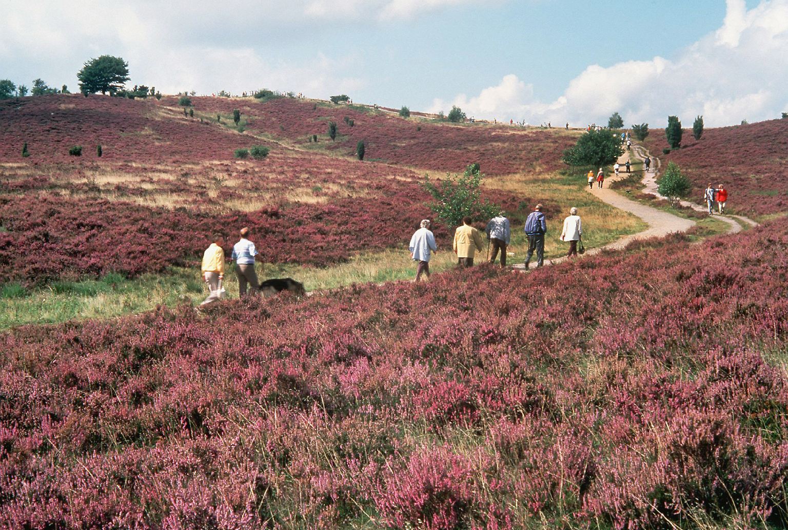Die Lüneburger Heide ..