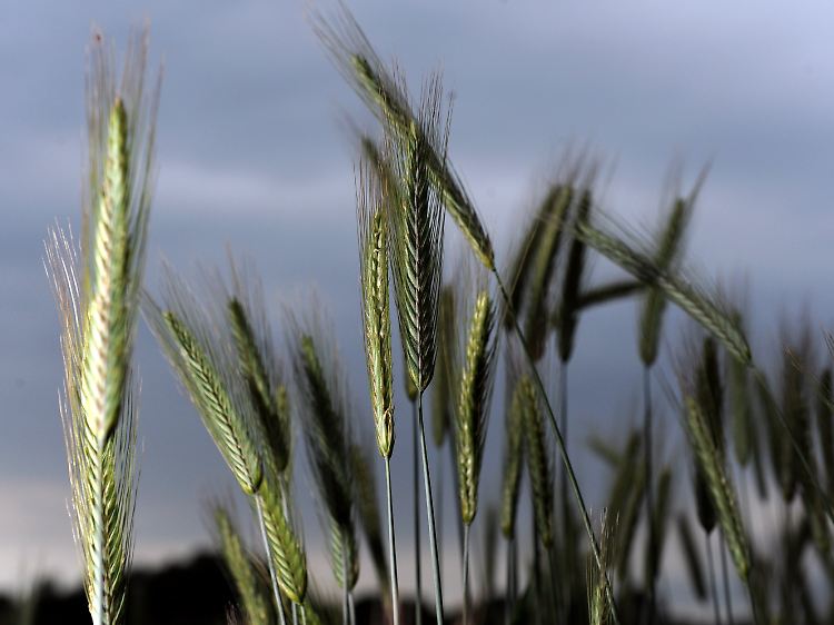 Fette Ernte für die Bauernfunktionäre.