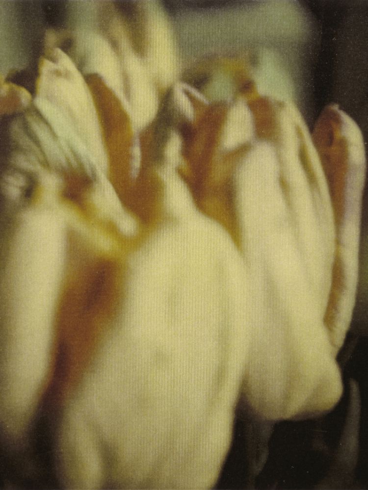 "Tulips", Cy Twombly, Rome 1985.
