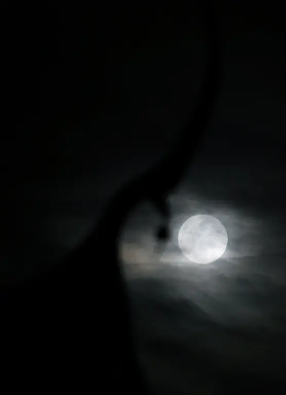 34lt1817-jpg4974880468775780944