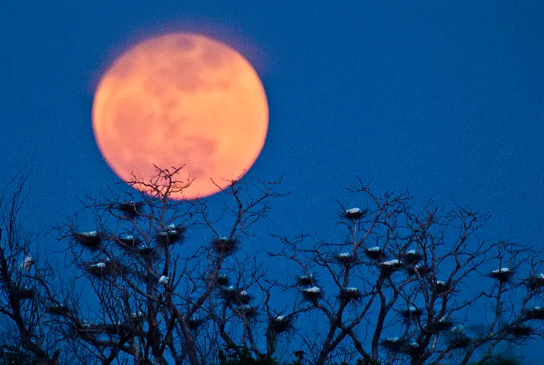 DAB1000-20120506-jpg2024516837741238685