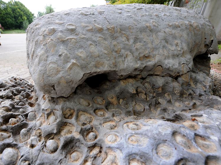 Dieses Stromalithen-Gestein vor der Universität in Göttingen ist rund 800 Millionen Jahre alt.