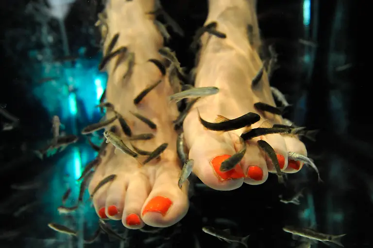 Bild-25-Fische