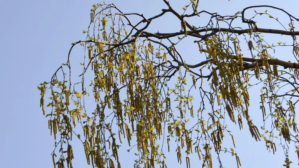 Fuer-Millionen-Allergiker-beginnt-allmaehlich-wieder-die-Leidenszeit-Die-Pollen-Saison-hat-begonnen-beispielsweise-bluehen-jetzt-die-Birken