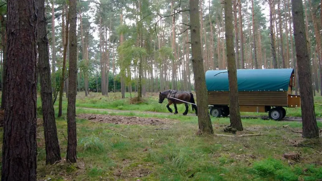 Rosi-ist-die-Ruhe-selbst-und-das-faerbt-auf-alle-ab-die-auf-dem-Wagen-sitzen-Die-Tour-mit-dem-Planwagen-hat-fast-schon-etwas-Meditatives