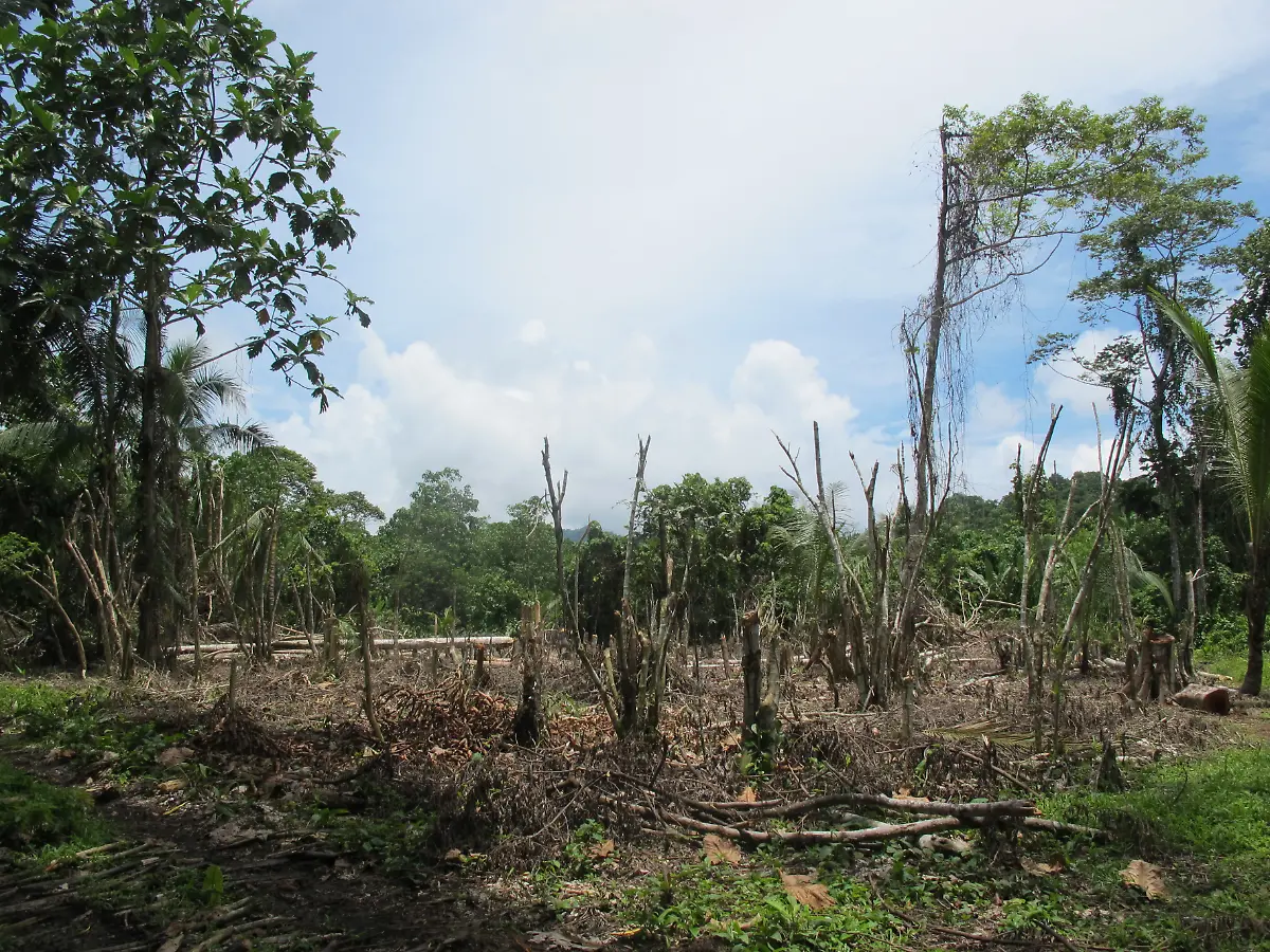 papua-Neuguinea-Wald2