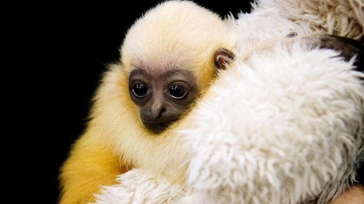 Gibbons - hier ein Gibbon-Baby im Zoo von Perth, Australien - gelten als die romantischsten aller Primaten. Sie gehen mit ihren Partnern lebenslange Bindungen ein und singen sich gegenseitig Ständchen vor.