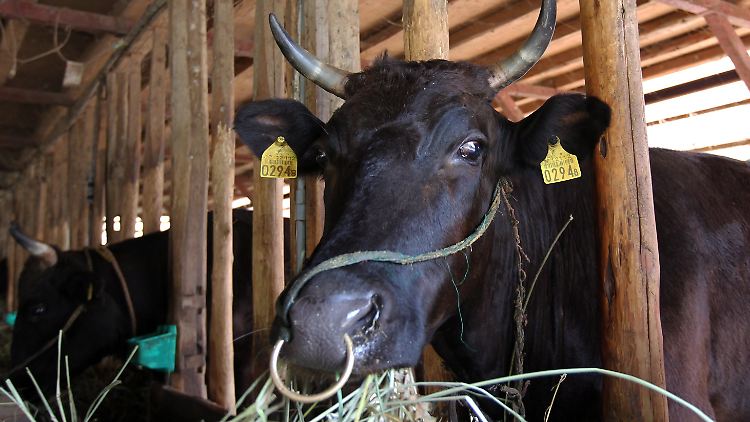Kühe auf einer Farm in Ishikawa-gun in der Präfektur Fukushima.