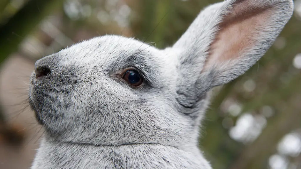 hase
