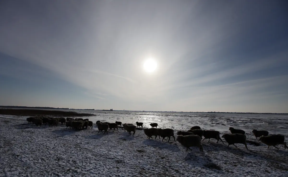 schafe-elbe