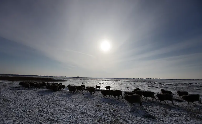 schafe-elbe