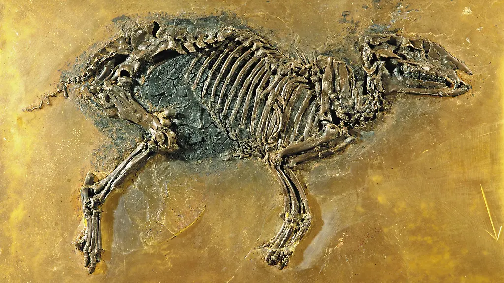 32t30611-jpg1691637996695205751