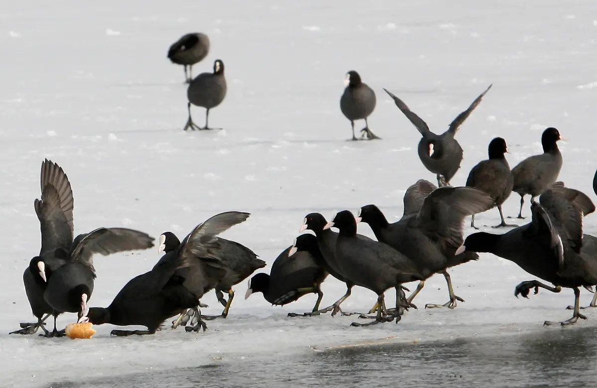 DAB2523-20120130-jpg1276582989950224772