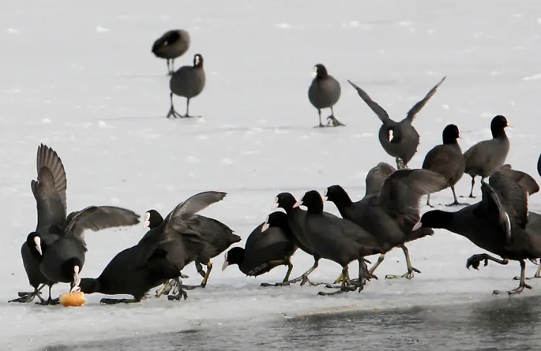 DAB2523-20120130-jpg1276582989950224772