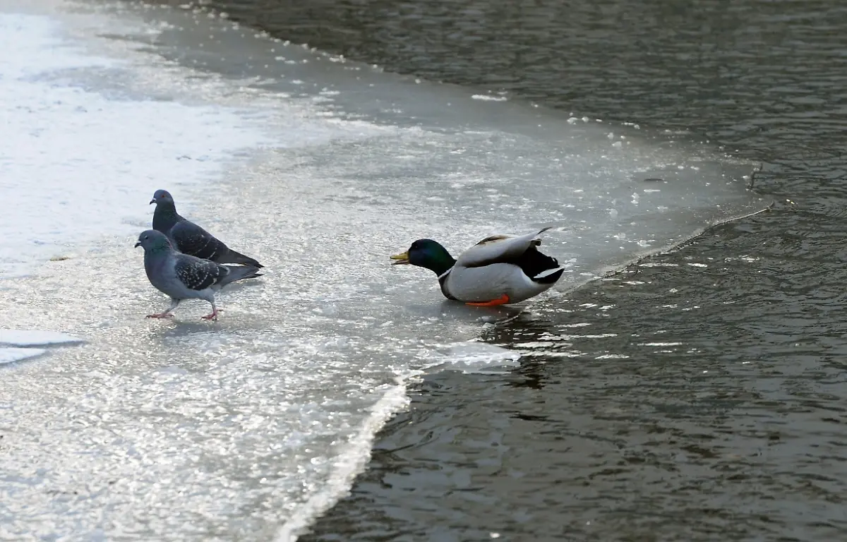 32r32802-jpg8102099996997494833