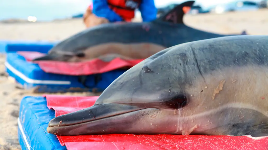 2012-01-17T200105Z-01-TOR405-RTRMDNP-3-USA-DOLPHINS-JPG1411505510975349820