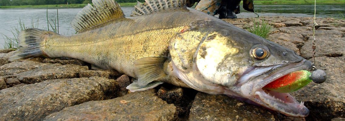 Zander ist ein ausgesprochener Raubfisch, der in Teichen eigentlich nicht genug Nahrung findet.