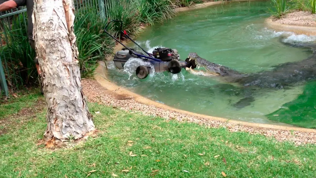 2011-12-28T071945Z-01-SIN463-RTRMDNP-3-AUSTRALIA-CROCODILE-JPG7444527345176679656