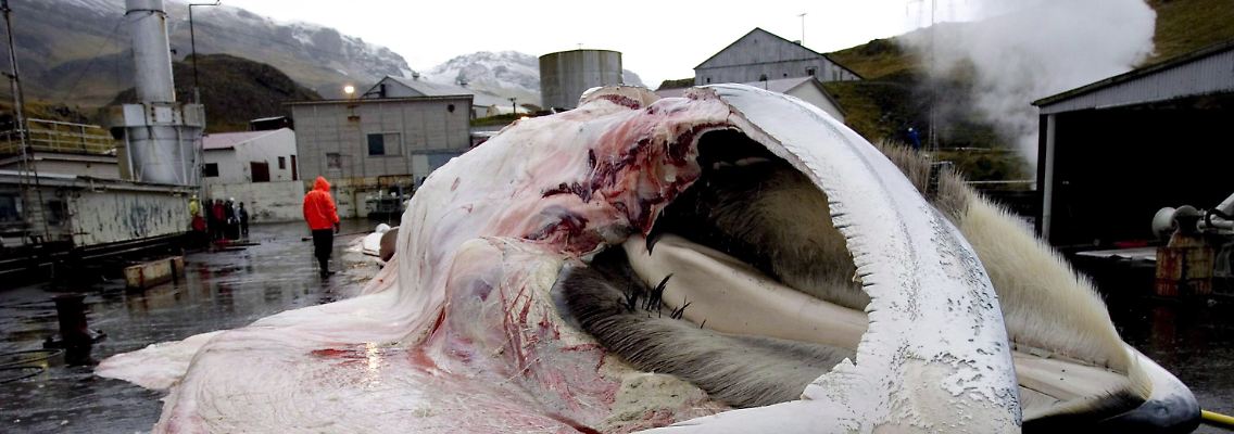 Ein von isländischen Walfängern erlegter Wal wird auf Reykjavik zerlegt (Archivfoto vom 26.10.2006).