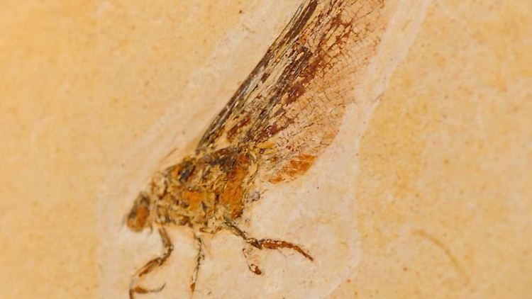 Die Versteinerung einer neu entdeckten fossilen Insektenordnung: der Chimärenflügler. 