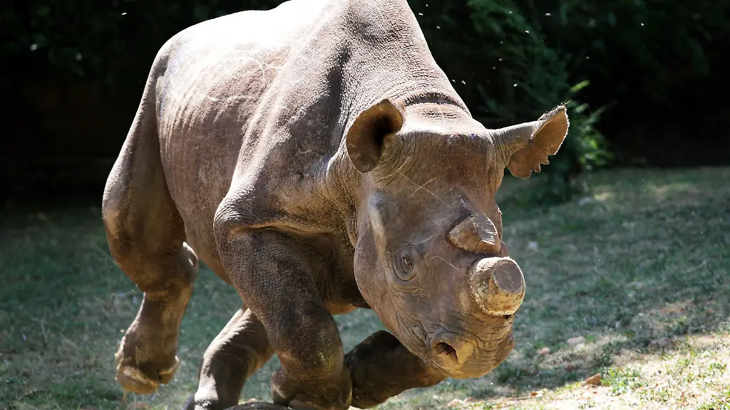 31zp1615-jpg5948203781301748528