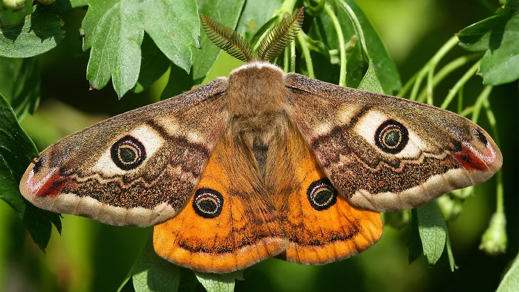 31x14425-jpg5019636419210804291